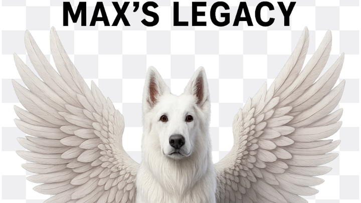 Help Rescue to the Max senior dogs get a new AC campaign photo, 1 of 4
