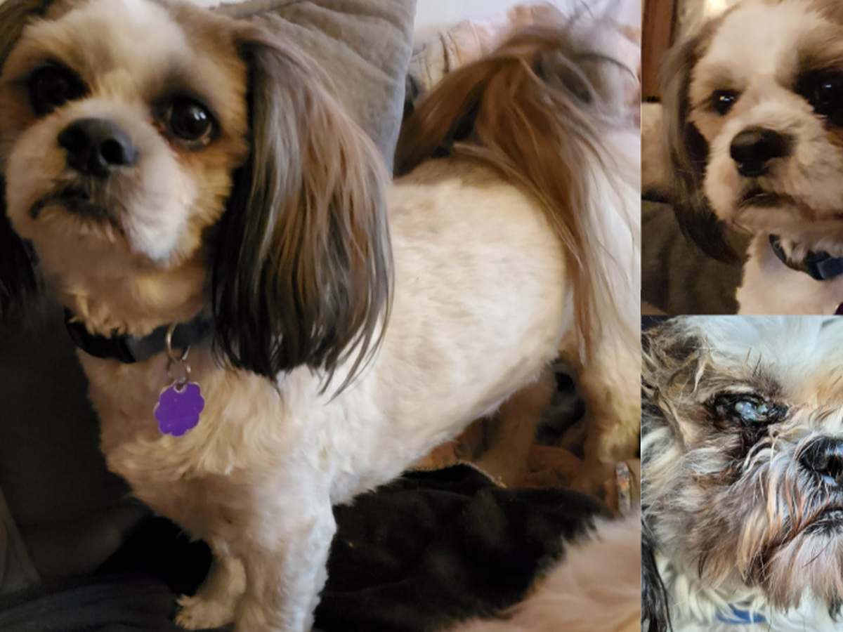 Fundraiser by Chatham Kent Animal Rescue : Animals in Crisis