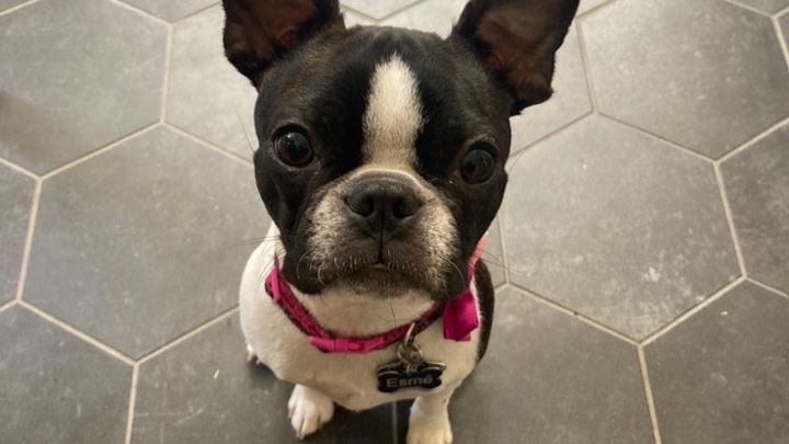 Urgent Help Appeal to Reunite with My Service Dog Esmé campaign photo, 1 of 8