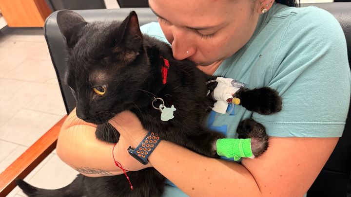 Help Onix Survive ER Surgery-Urinary Blockage campaign photo, 1 of 8