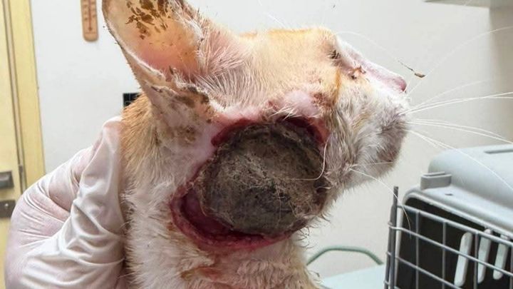TEDDY FOUGHT TO SURVIVE. NOW HELP HIM GET HOME! campaign photo, 1 of 11