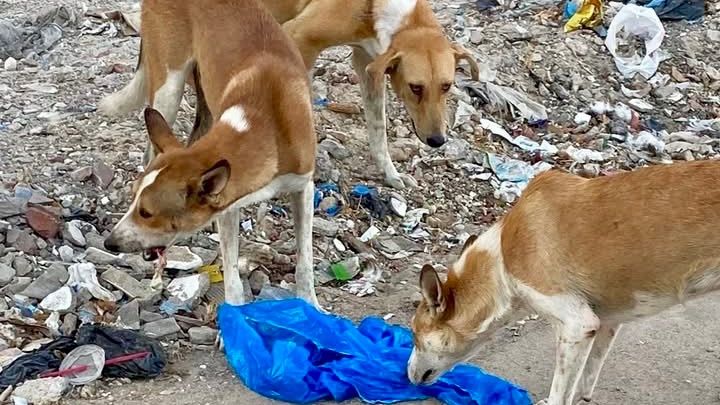 Help Rasha feed her animals in August please campaign photo, 1 of 5