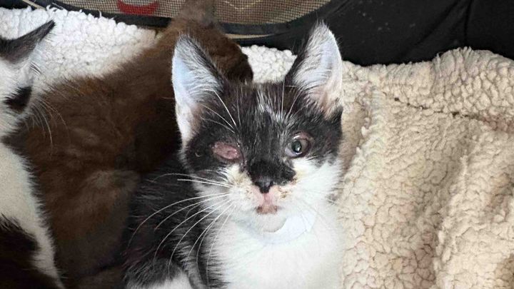 HELP US RE OPEN OUR DOORS TO MORE CATS IN NEED campaign photo, 1 of 12
