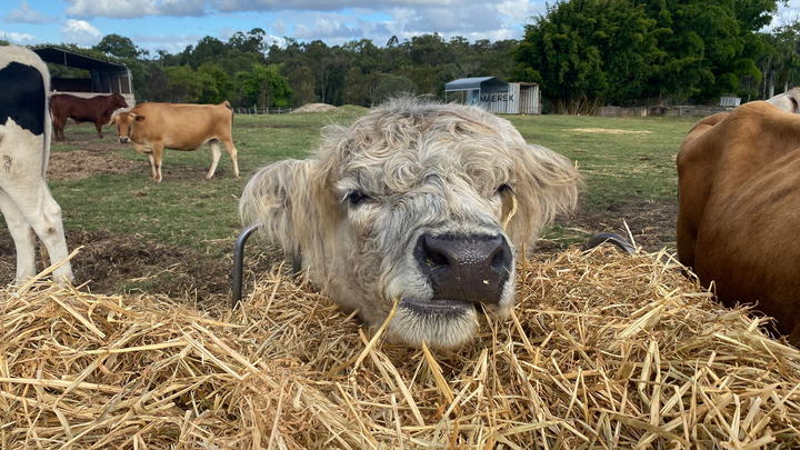 URGENT: We have run out of funds to Feed Our Animals campaign photo, 1 of 3