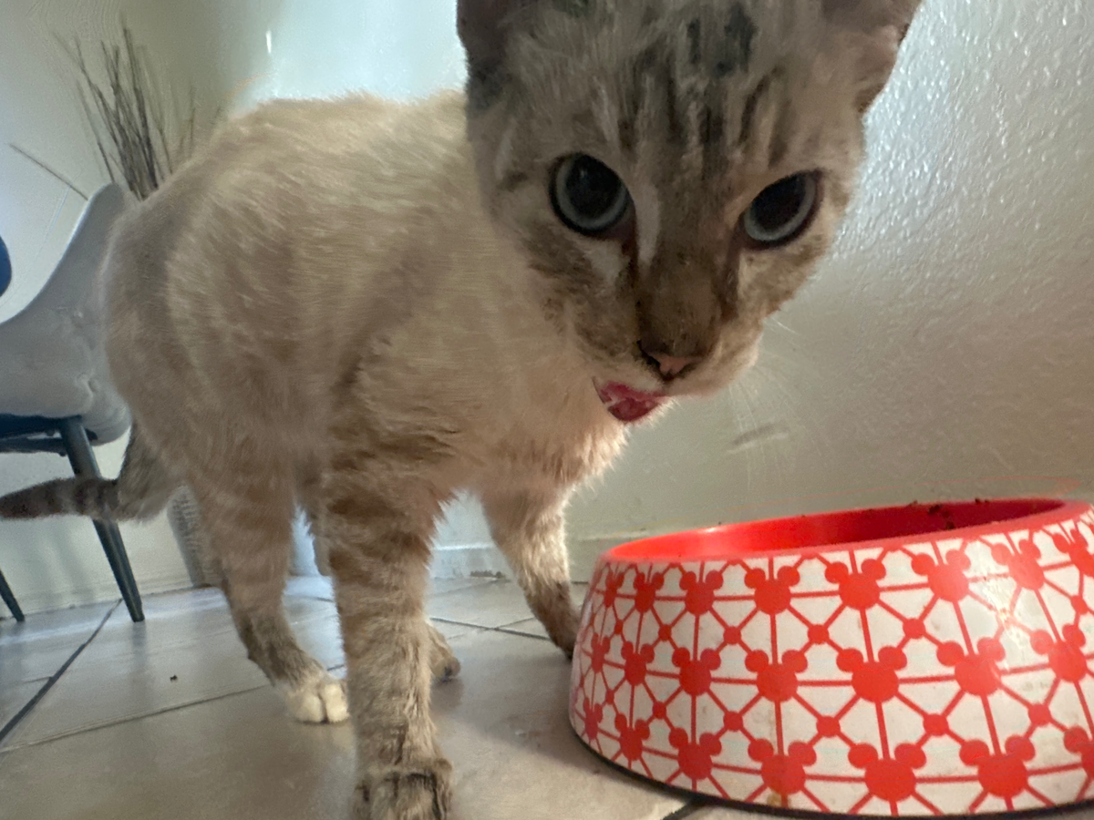 Donate to Niño's Vet Care Fund campaign photo, 1 of 5