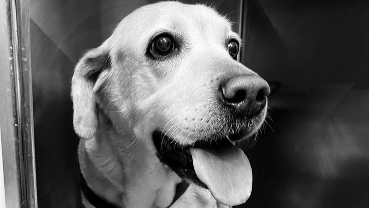 Ajude a Bleu Rescue a continuar a salvar vidas! campaign photo, 1 of 8