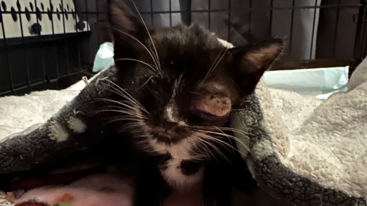 Help 3 Kittens Get Eye Treatment & Surgery campaign photo, 1 of 6