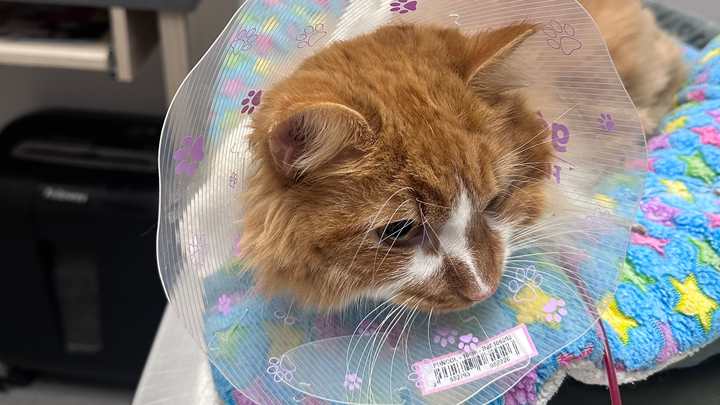 Help Mango with his emergency hospitalization campaign photo, 1 of 7
