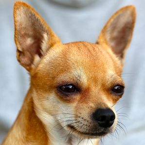 GoFundMe profile picture for @chihuahua