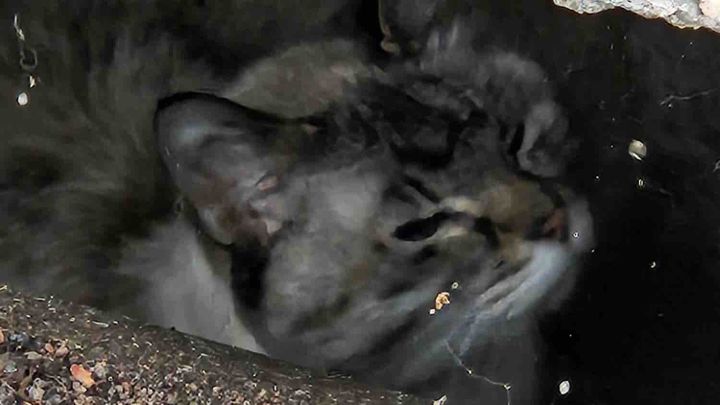 Rescued from city sewer ! Saving Gabby! ❤️ campaign photo, 1 of 3