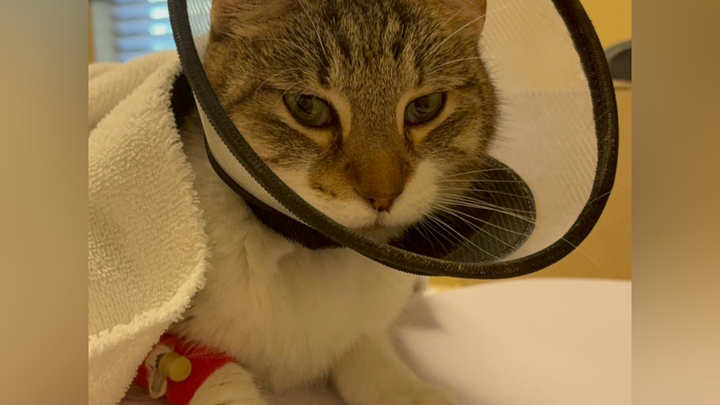 Help Kiley Get the Surgery She Needs campaign photo, 1 of 3