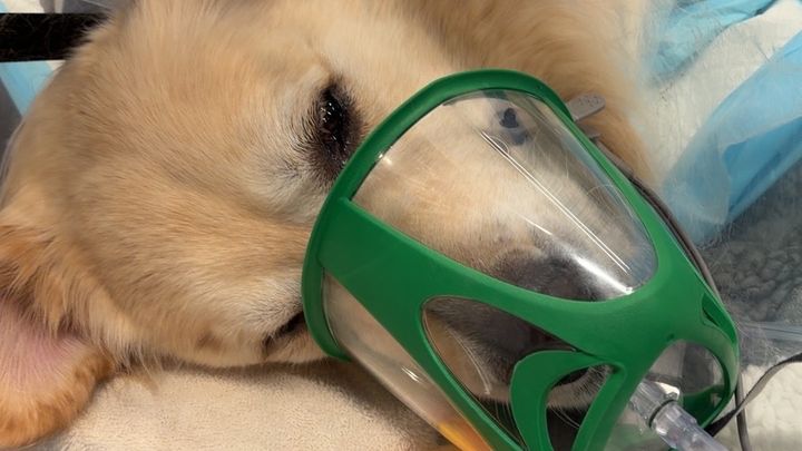 Help My Dog Recover from Emergency Surgery campaign photo, 1 of 7