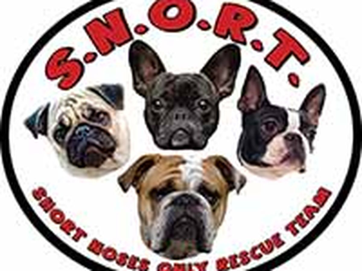 do dogs snort