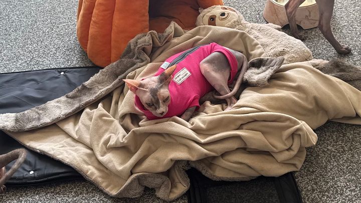 Help us save our beloved cat after emergency surgery complic campaign photo, 1 of 5