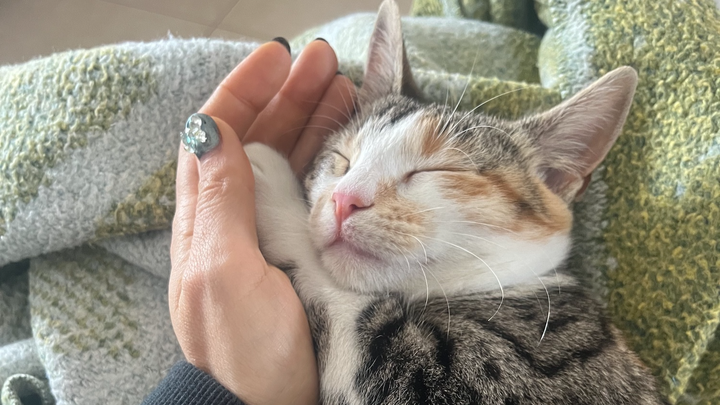 Help Sissi travel home with me campaign photo, 1 of 3