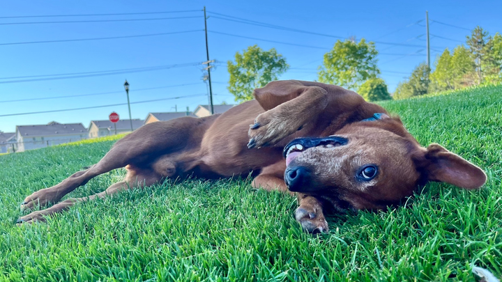 Urgent surgery needed for my beloved dog campaign photo, 1 of 6