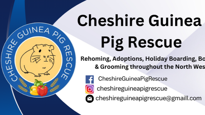 Guinea Pig Recue Fundraiser campaign photo, 1 of 8