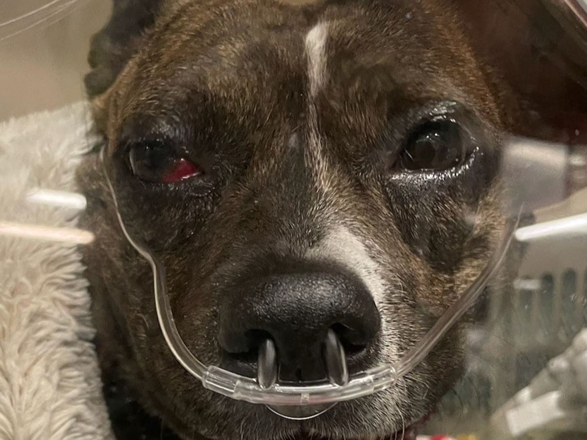 Fundraiser by Kelvin Chow : Support Roxy's Healing Journey with Love