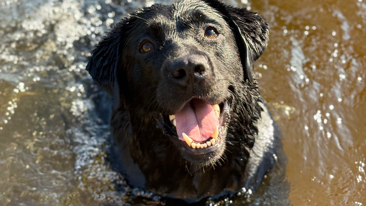 Help Bailey Fight with Your Support campaign photo, 1 of 5