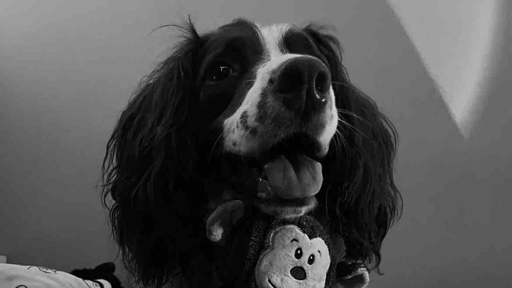 Running Hastings half marathon in honour of Milo❤️ campaign photo, 1 of 3