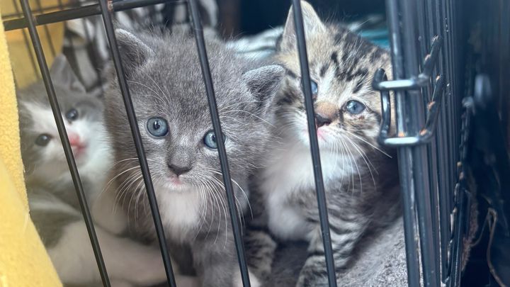 Support Our Street Cat Rescue and Vet Care campaign photo, 1 of 8