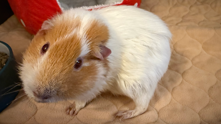 Mansfield guinea pig rescue December vet bill campaign photo, 1 of 4
