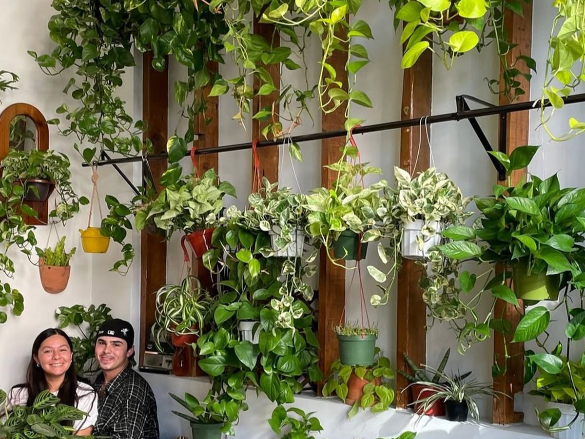 Fundraiser for Prop House Plants by Melissa Hay : Support Props House Plants  Flood Recovery Efforts