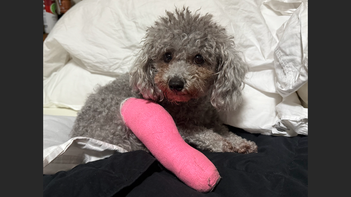Help Me Heal—Love, Dixie the Yorkiepoo campaign photo, 1 of 8