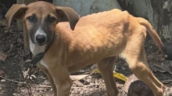 Save Starving pups -Hurricane Melissa Emergency Fund campaign photo, 1 of 5