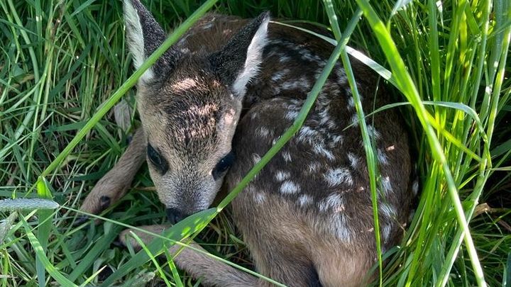 Main fundraiser photo