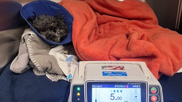 Support Leo’s Urgent Veterinary Care campaign photo, 1 of 3