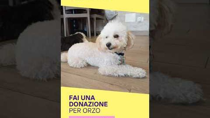 4 zampe per Orzo! video thumbnail, 1 of 8