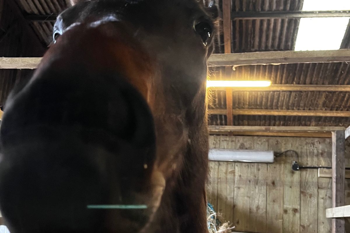 Fundraiser by Ashlyn Allman : Start my horse rescue!