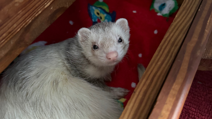 Support Ollie's Emergency Vet Bills campaign photo, 1 of 3