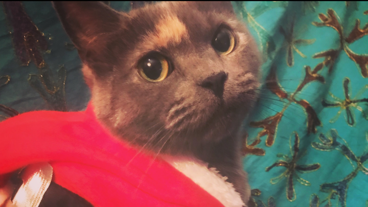 Help Us Save Igor — Beloved Cat Needs Urgent Vet Care campaign photo, 1 of 8