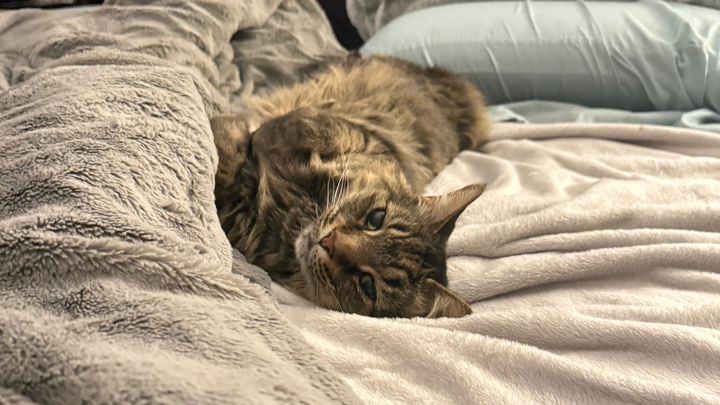 Support Klaus' Life-Saving Surgery campaign photo, 1 of 8