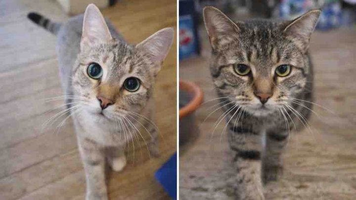 Safe Homes for Cats After My Mom’s Passing campaign photo, 1 of 8