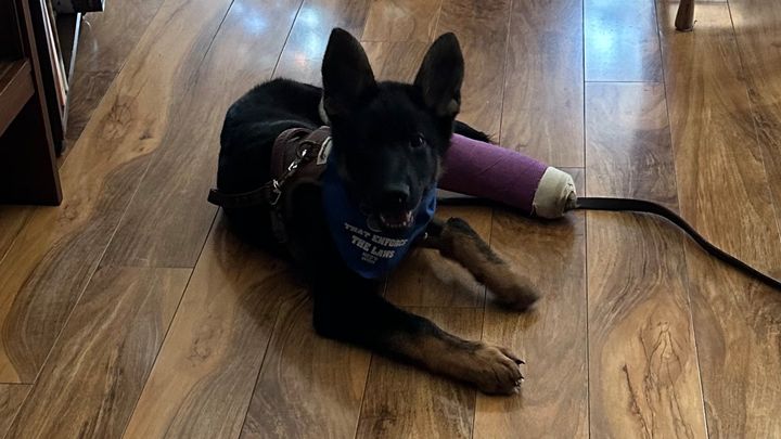 HELP SHADEY HEAL - 15 week-old GSD Broken Leg Fund campaign photo, 1 of 8