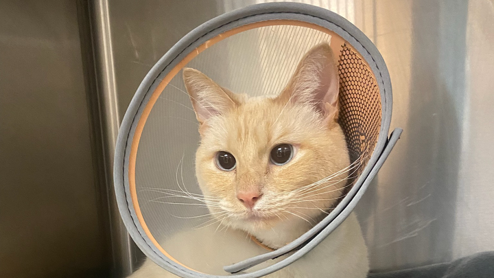 Sweet Koi Needs Your Help for Vet Bills campaign photo, 1 of 7
