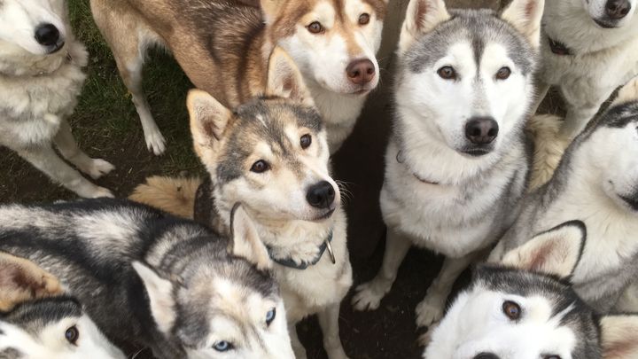 Veterinary Emergency and Special Dog Care Fund campaign photo, 1 of 8