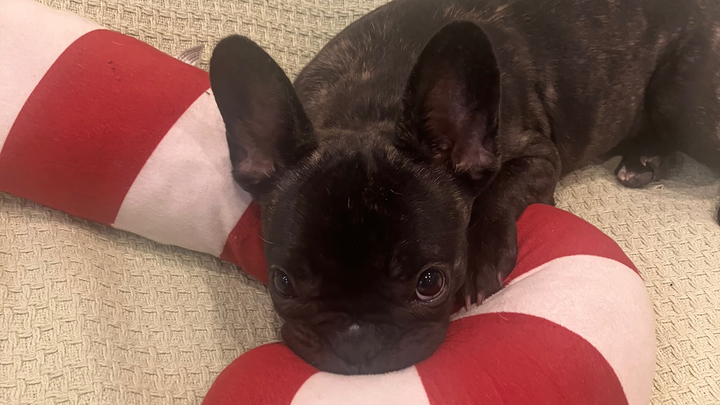 Help Me Give Gremmy a Chance: Fund Her Heart Procedure campaign photo, 1 of 8
