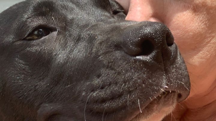 Help Mary Puppins Heal After Accident campaign photo, 1 of 8