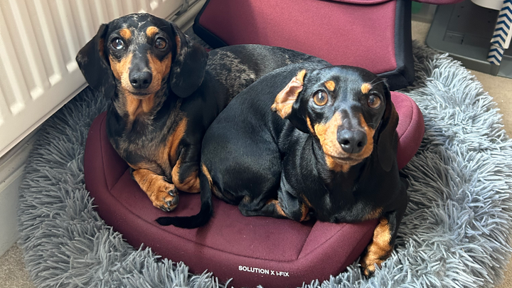 Please donate towards cost of Olive & Bagel’s Spey campaign photo, 1 of 7