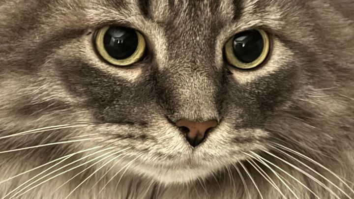 Help Remmie Get Lifesaving Care campaign photo, 1 of 8