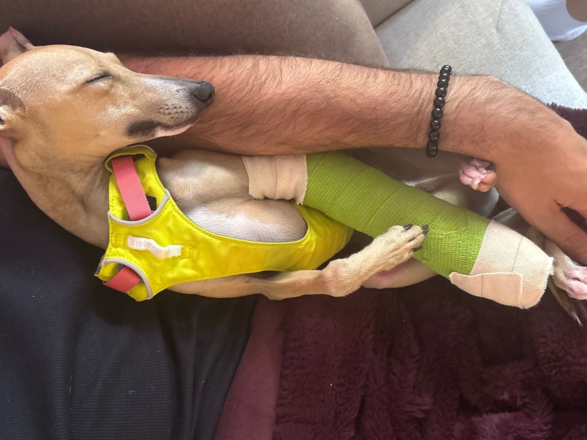 Help Our Dog Get Emergency Surgery campaign photo, 1 of 8