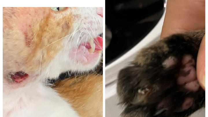 Help Three Rescued Cats Get Medical Care campaign photo, 1 of 3