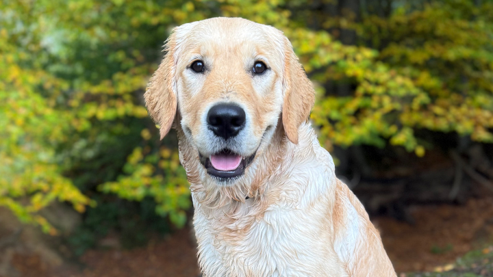 “Every step counts! Walking 1,000 miles to train Hank “ campaign photo, 1 of 8