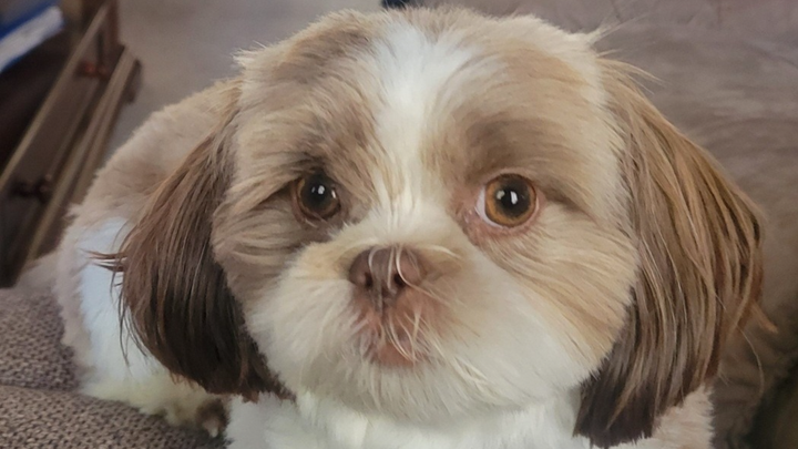 Save Coco: Urgent Care Needed After Attack campaign photo, 1 of 7