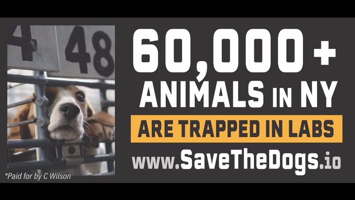 Support Billboards for Animal Rights Awareness campaign photo, 1 of 3