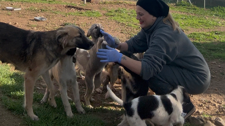 Aiutaci a creare una casa famiglia per cani e gatti randagi campaign photo, 1 of 6